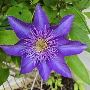 Meet your Posher, Marie